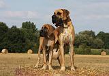 DOGUE ALLEMAND 286